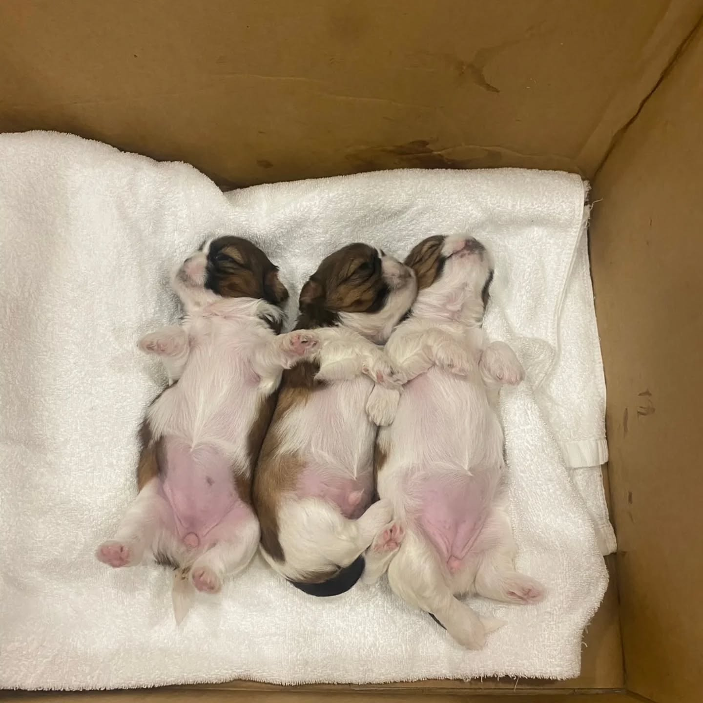 いつもへそ天してます💤