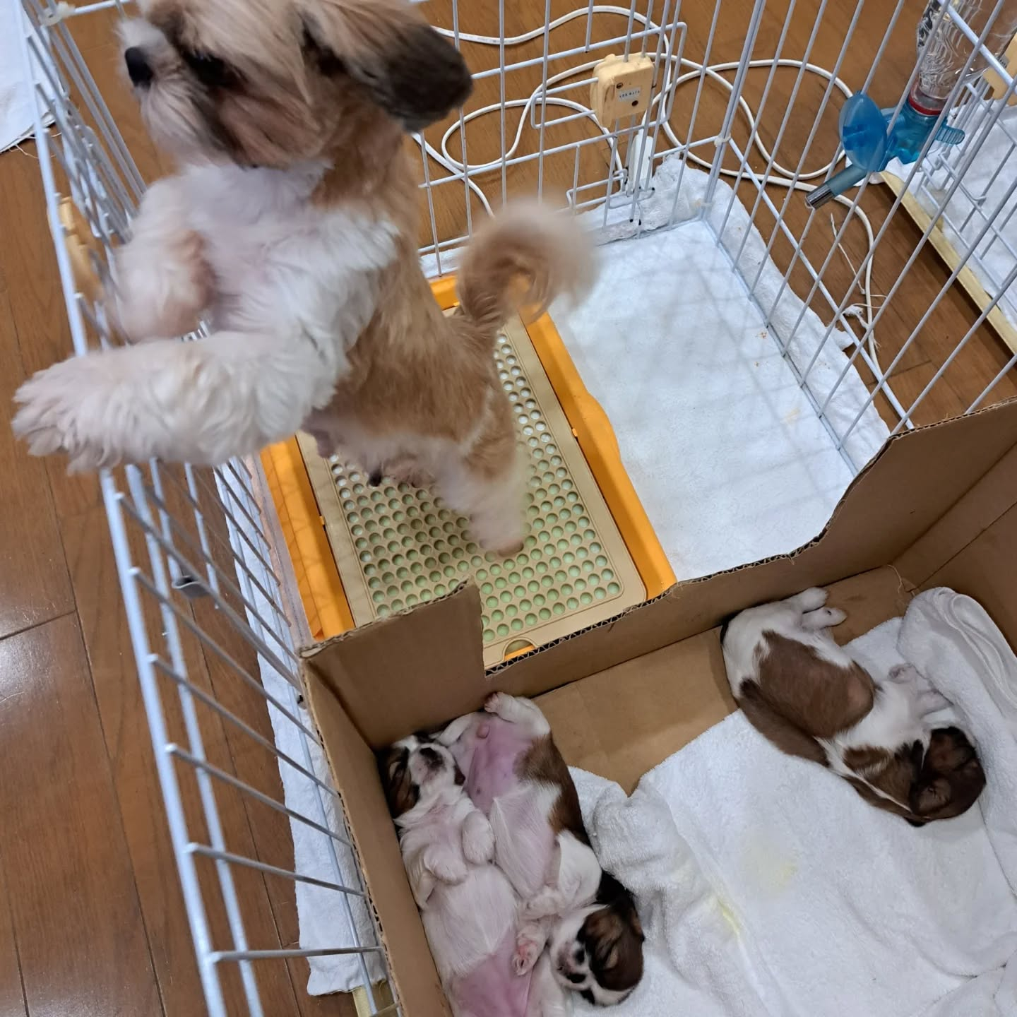 いつもへそ天してます💤