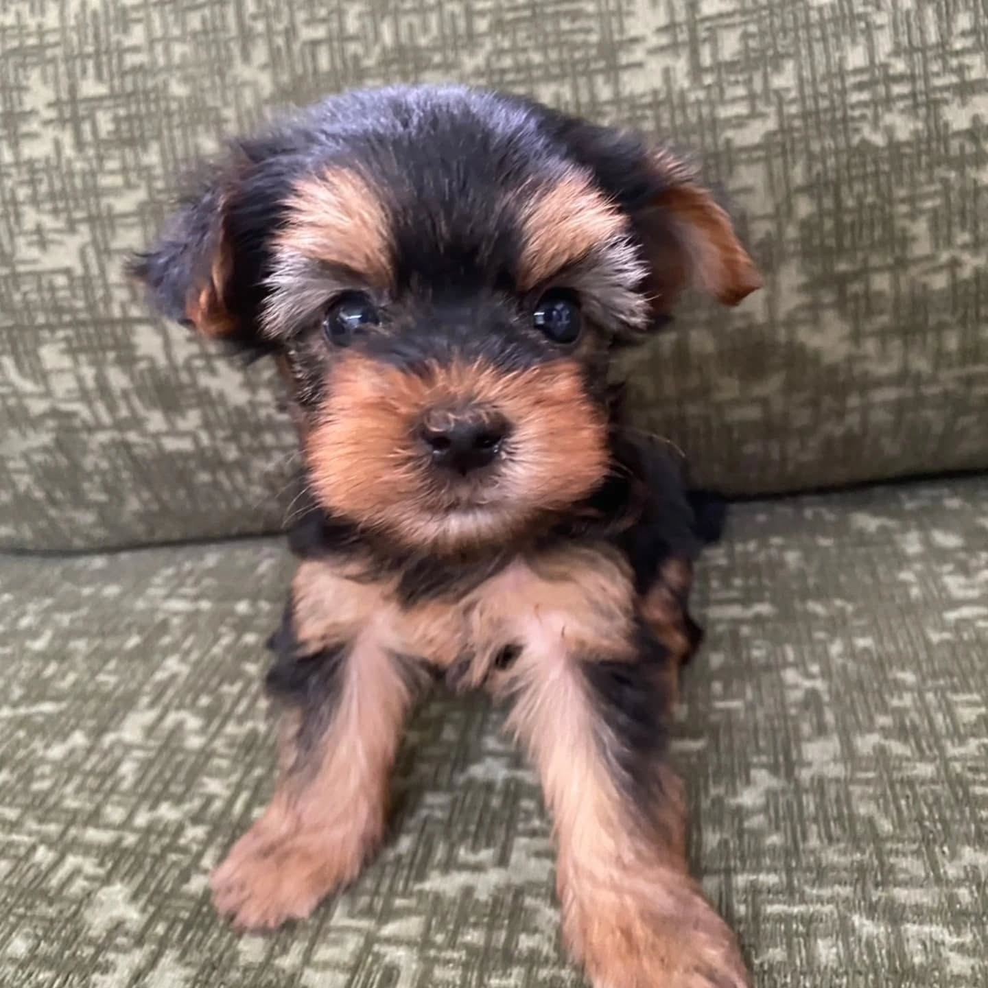 ヨークシャーテリア生まれてます🐶