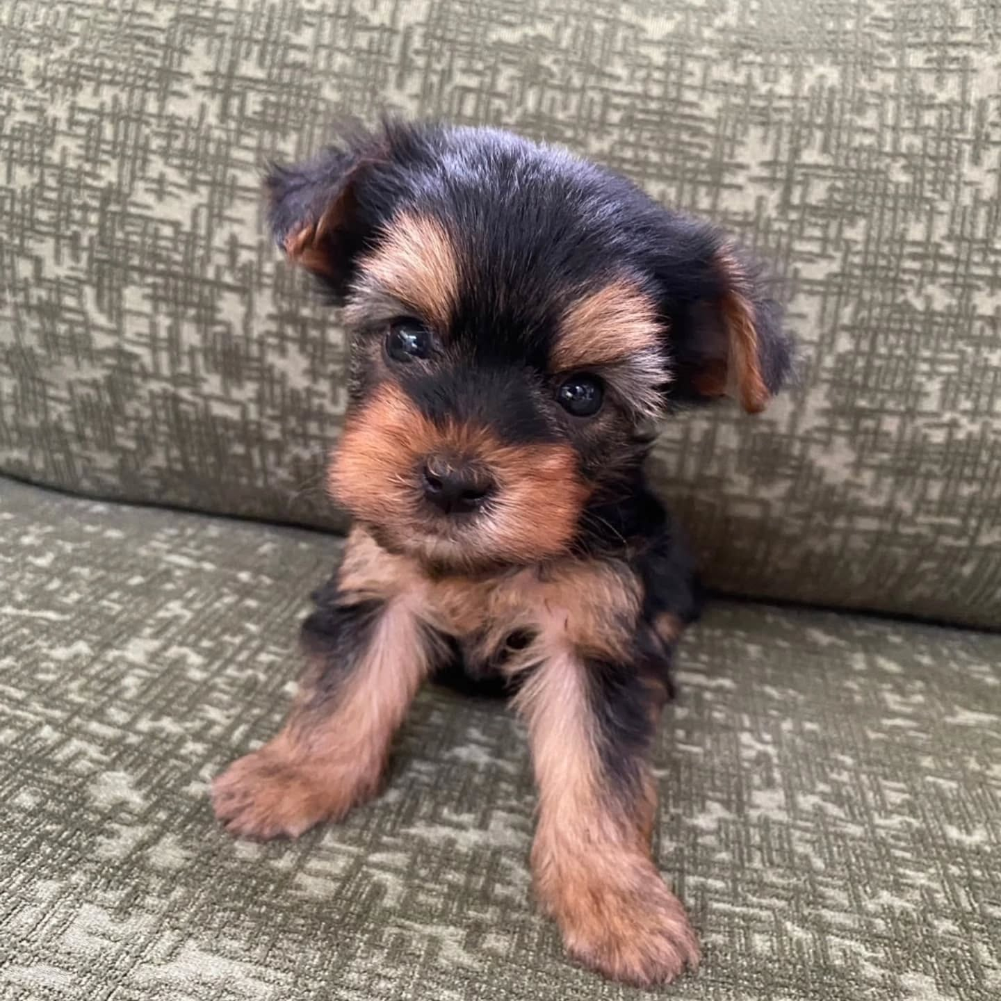 ヨークシャーテリア生まれてます🐶