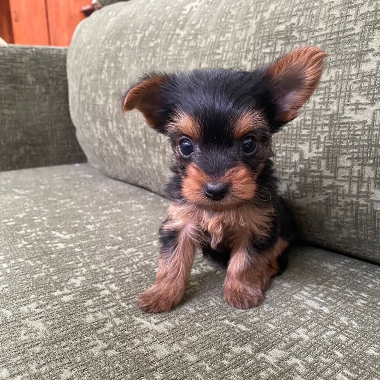 ヨークシャーテリア生まれてます🐶