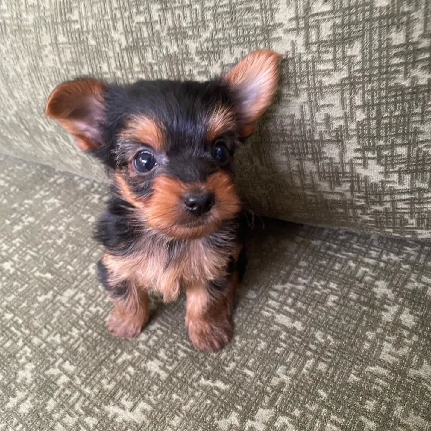 ヨークシャーテリア生まれてます🐶