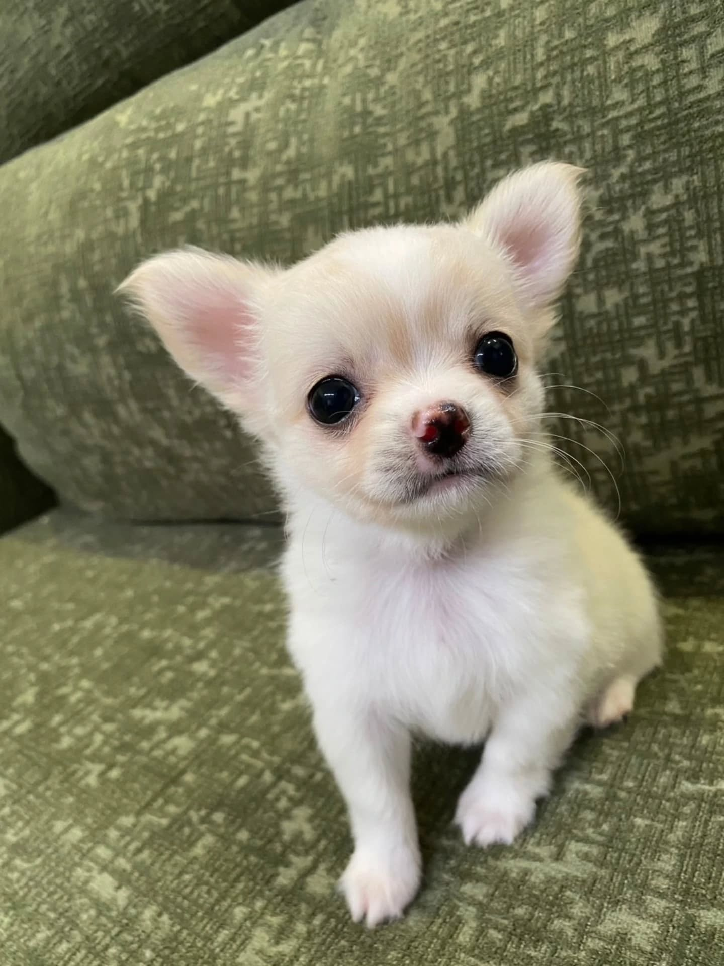 ♡子犬ちゃん、Summerキャンペーンのお知らせ♡
