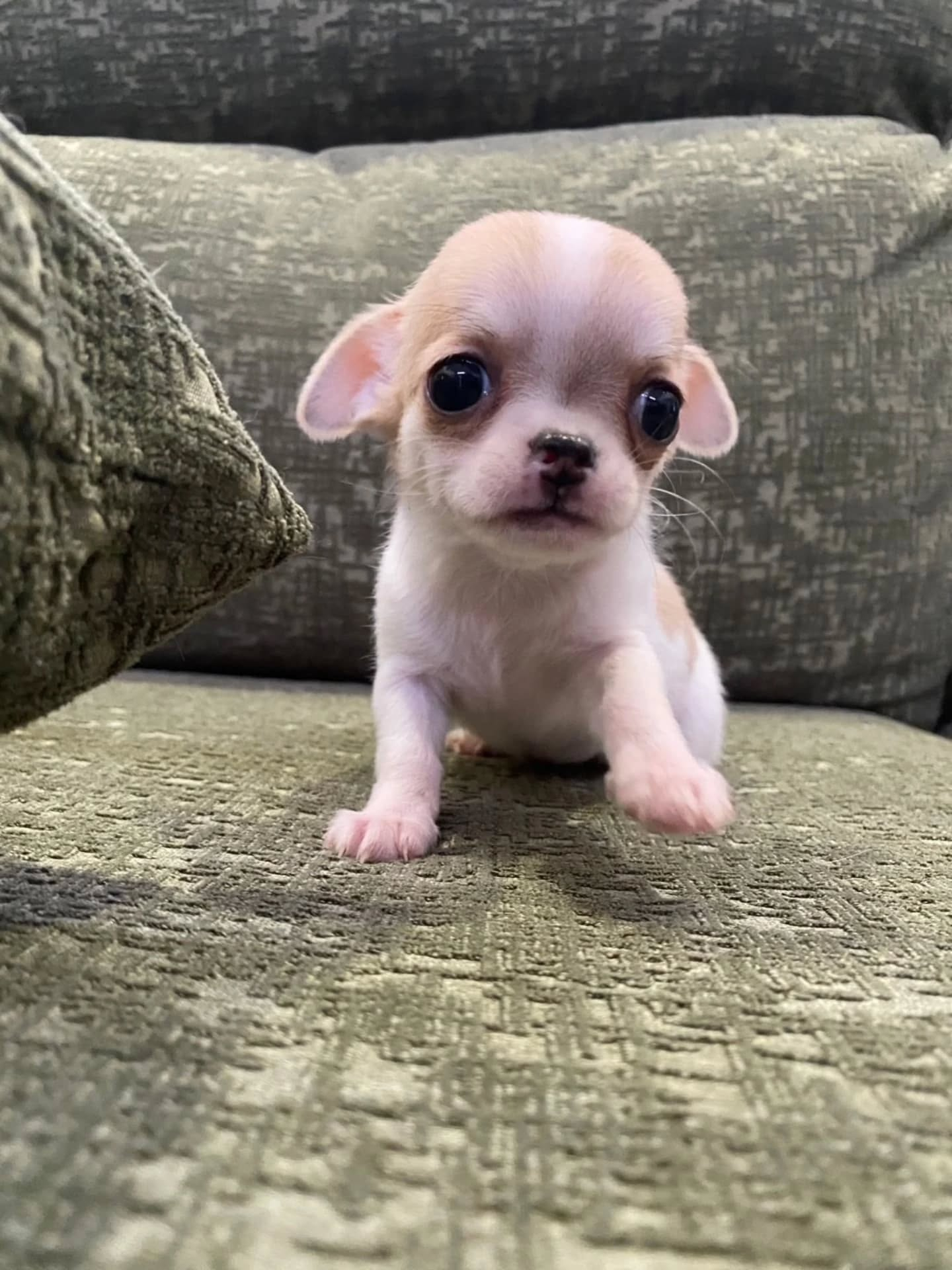 ♡子犬ちゃん、Summerキャンペーンのお知らせ♡