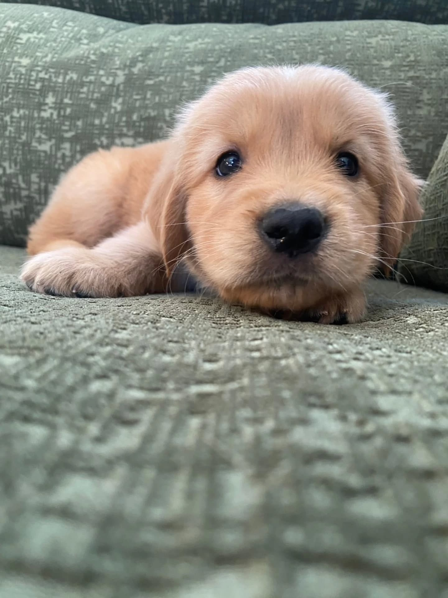 楓華ママの赤ちゃん🐶