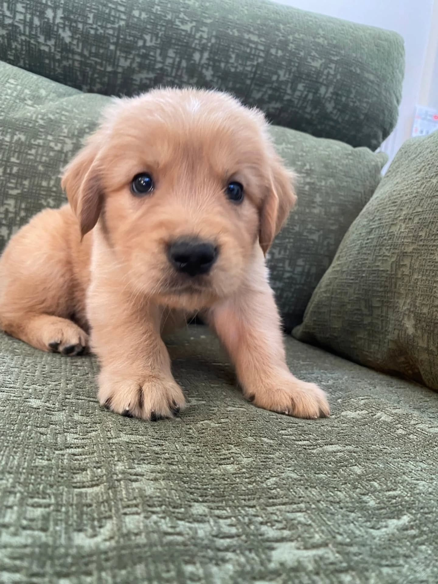 楓華ママの赤ちゃん🐶