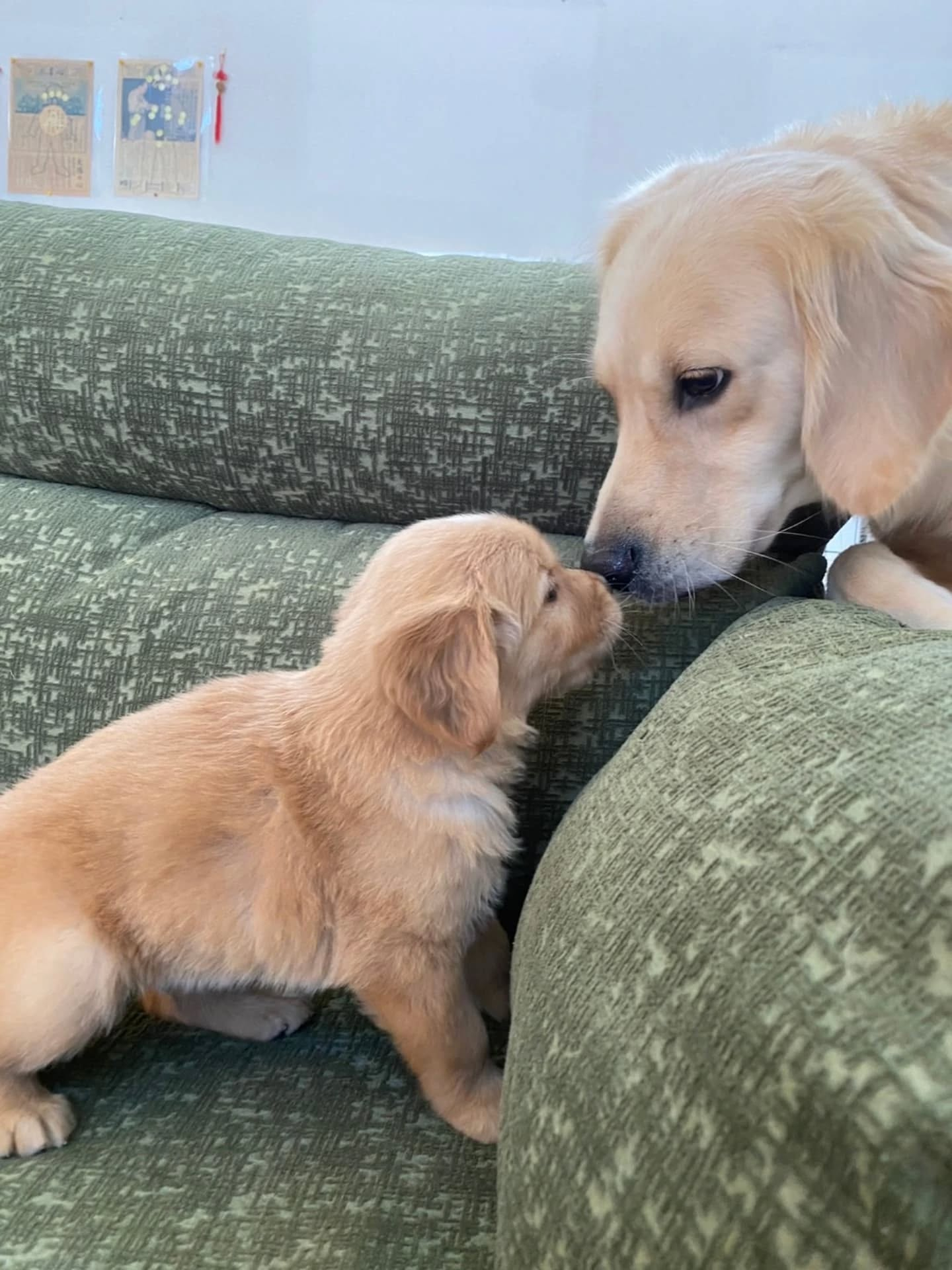 楓華ママの赤ちゃん🐶