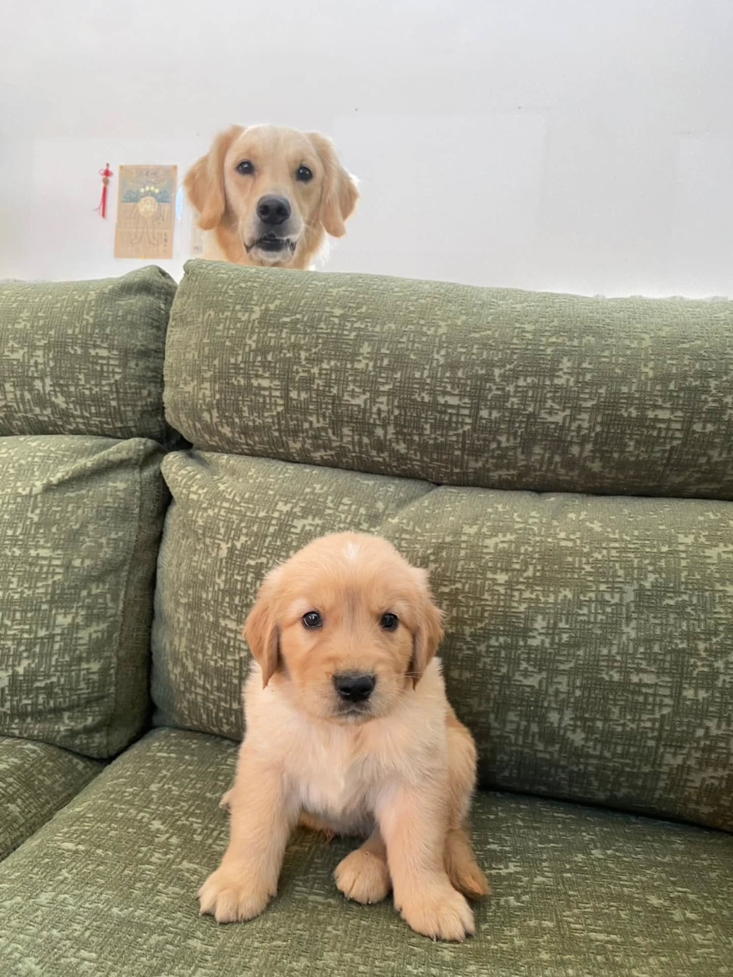 楓華ママの赤ちゃん🐶