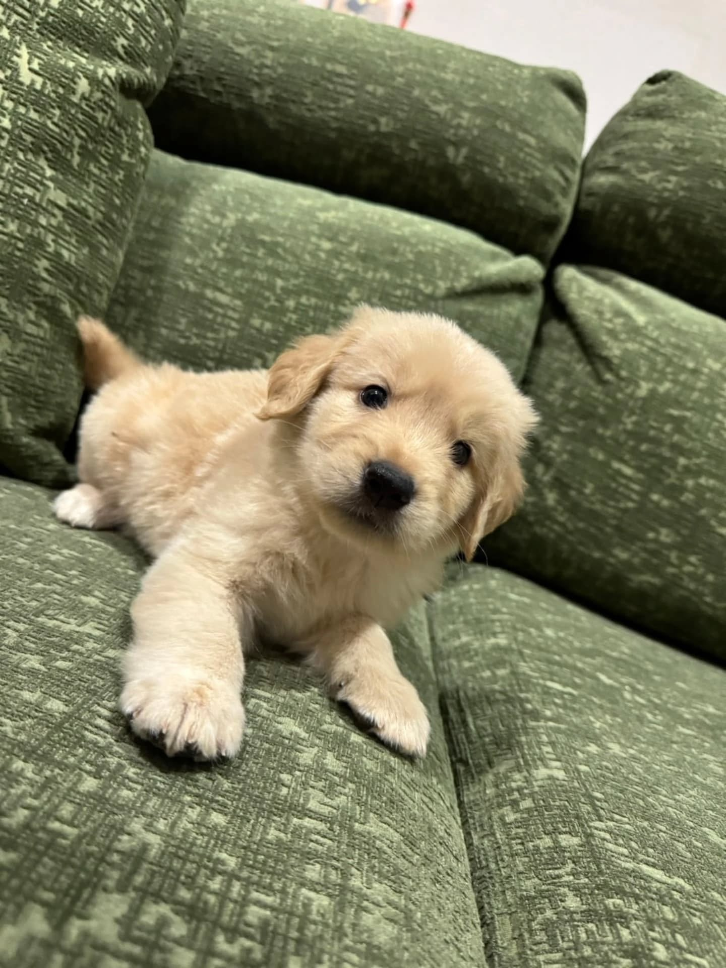 楓華ママの赤ちゃん🐶