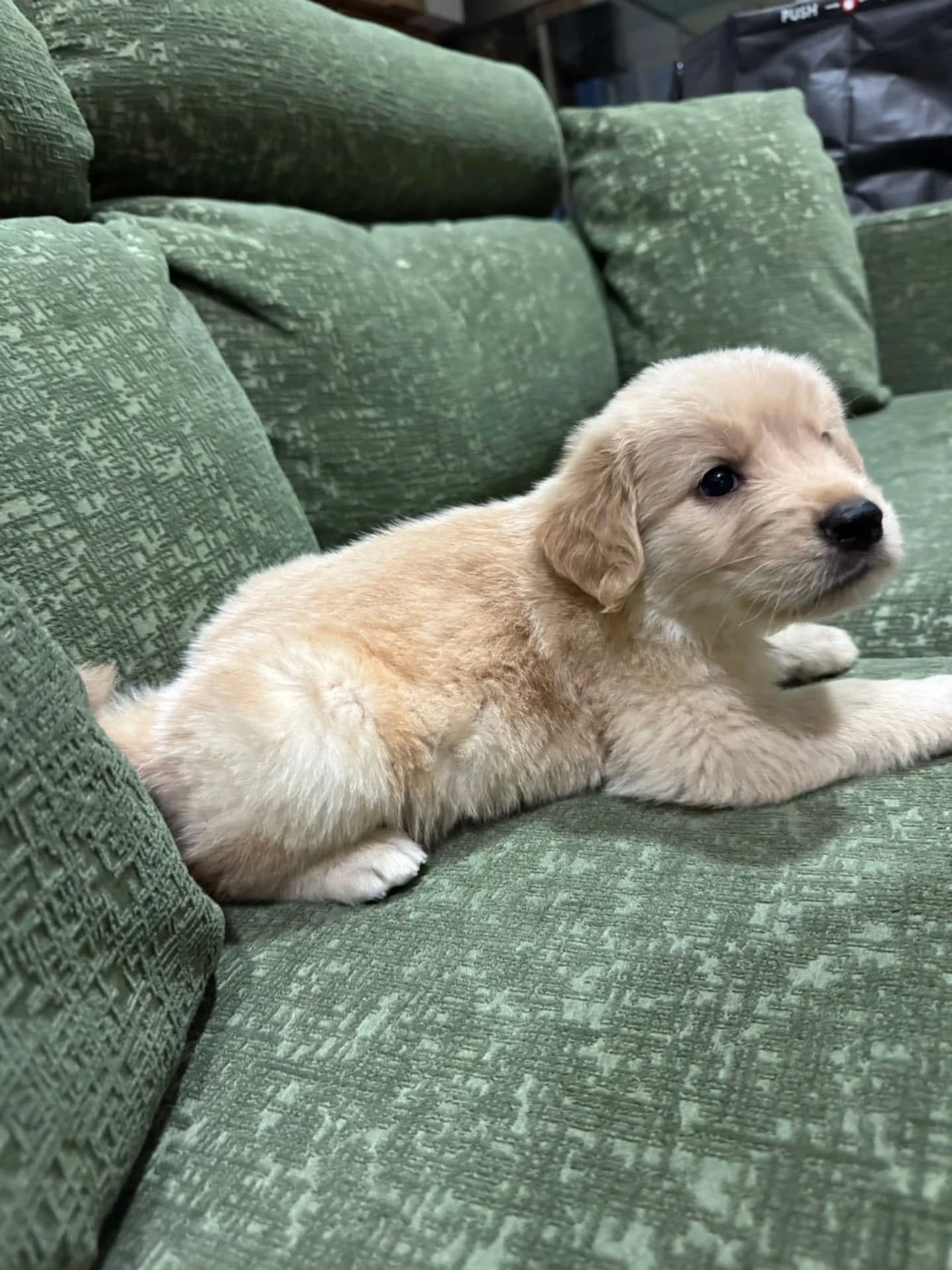 楓華ママの赤ちゃん🐶