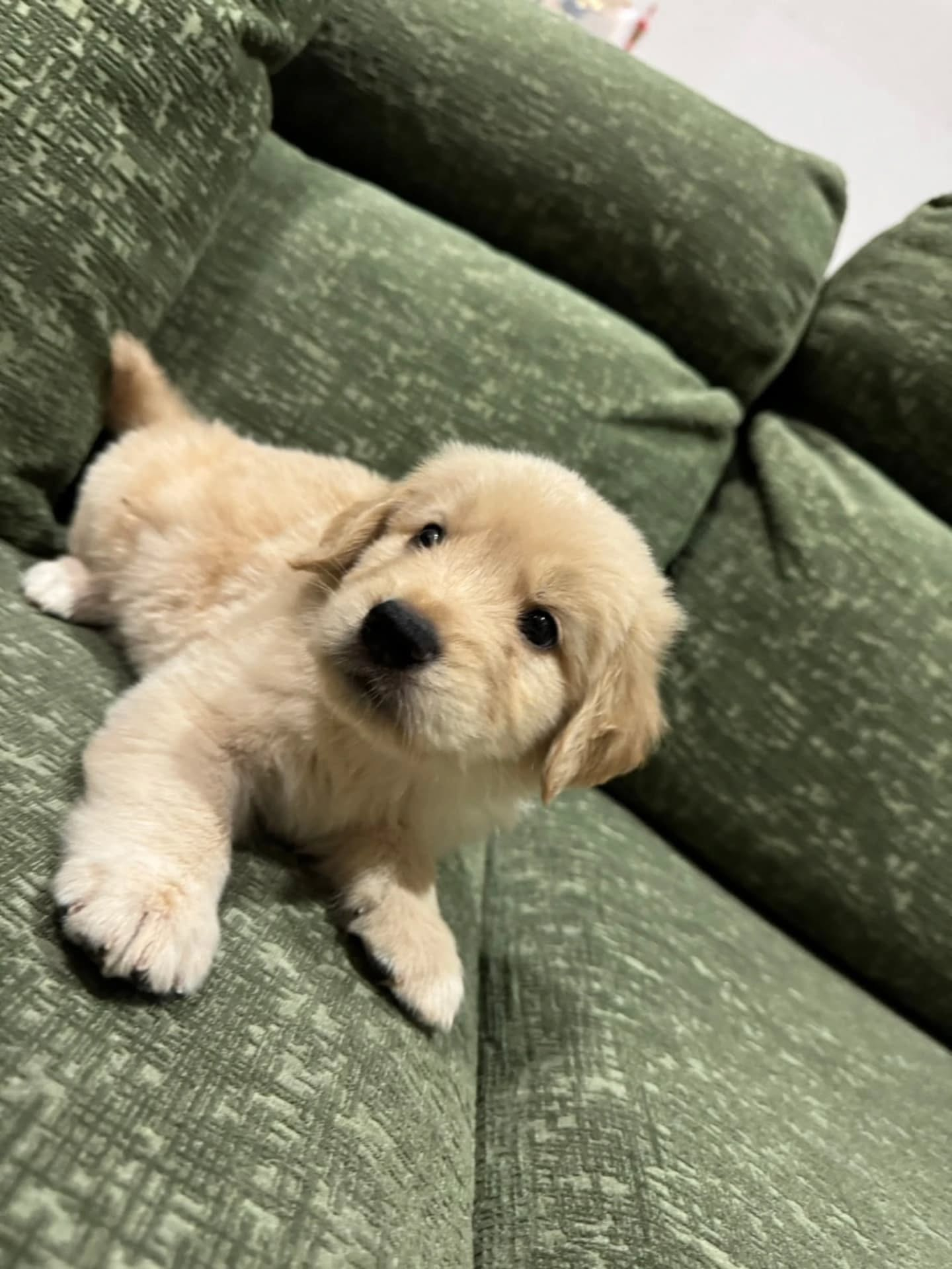 楓華ママの赤ちゃん🐶