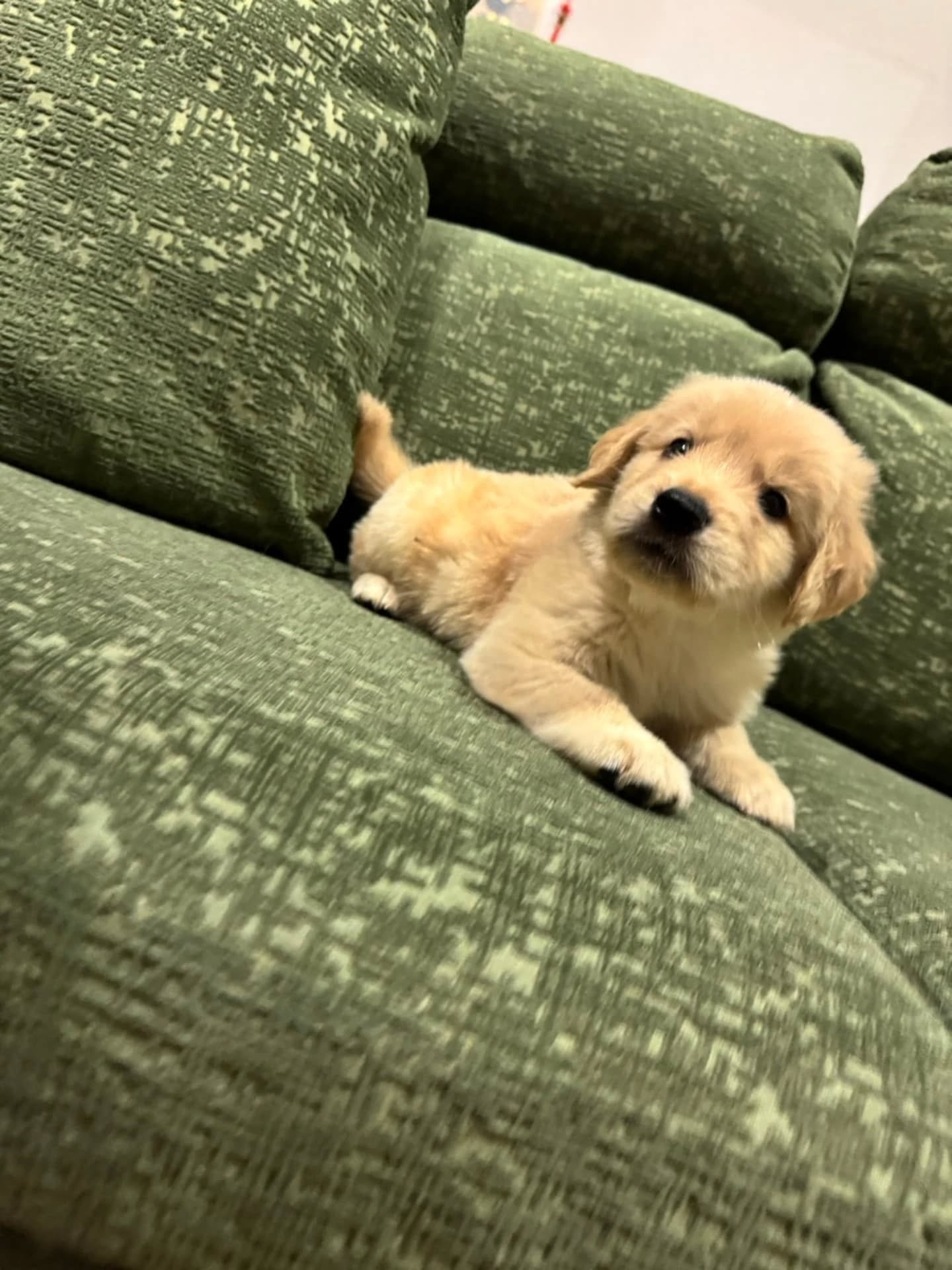 楓華ママの赤ちゃん🐶