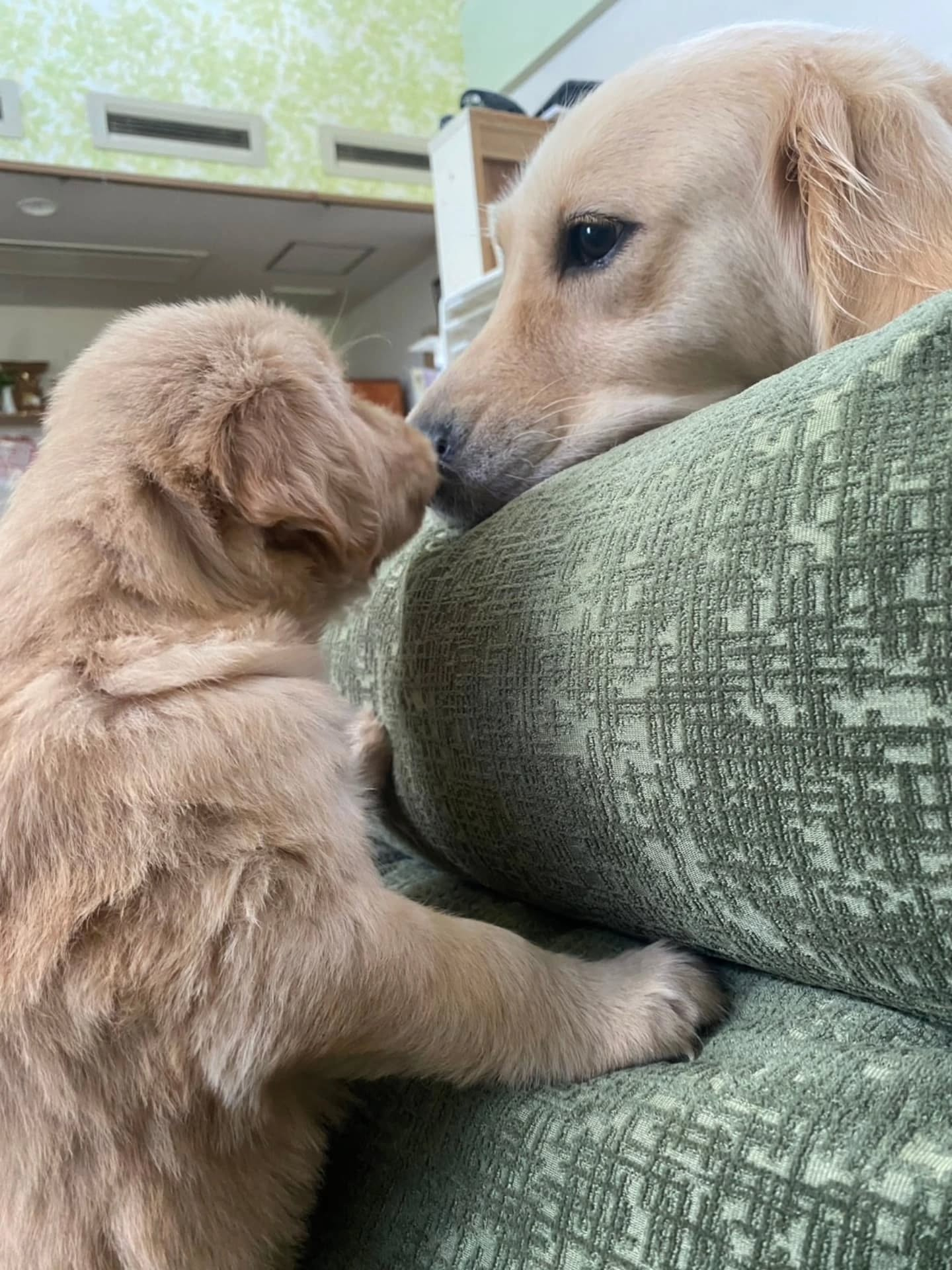 楓華ママの赤ちゃん🐶