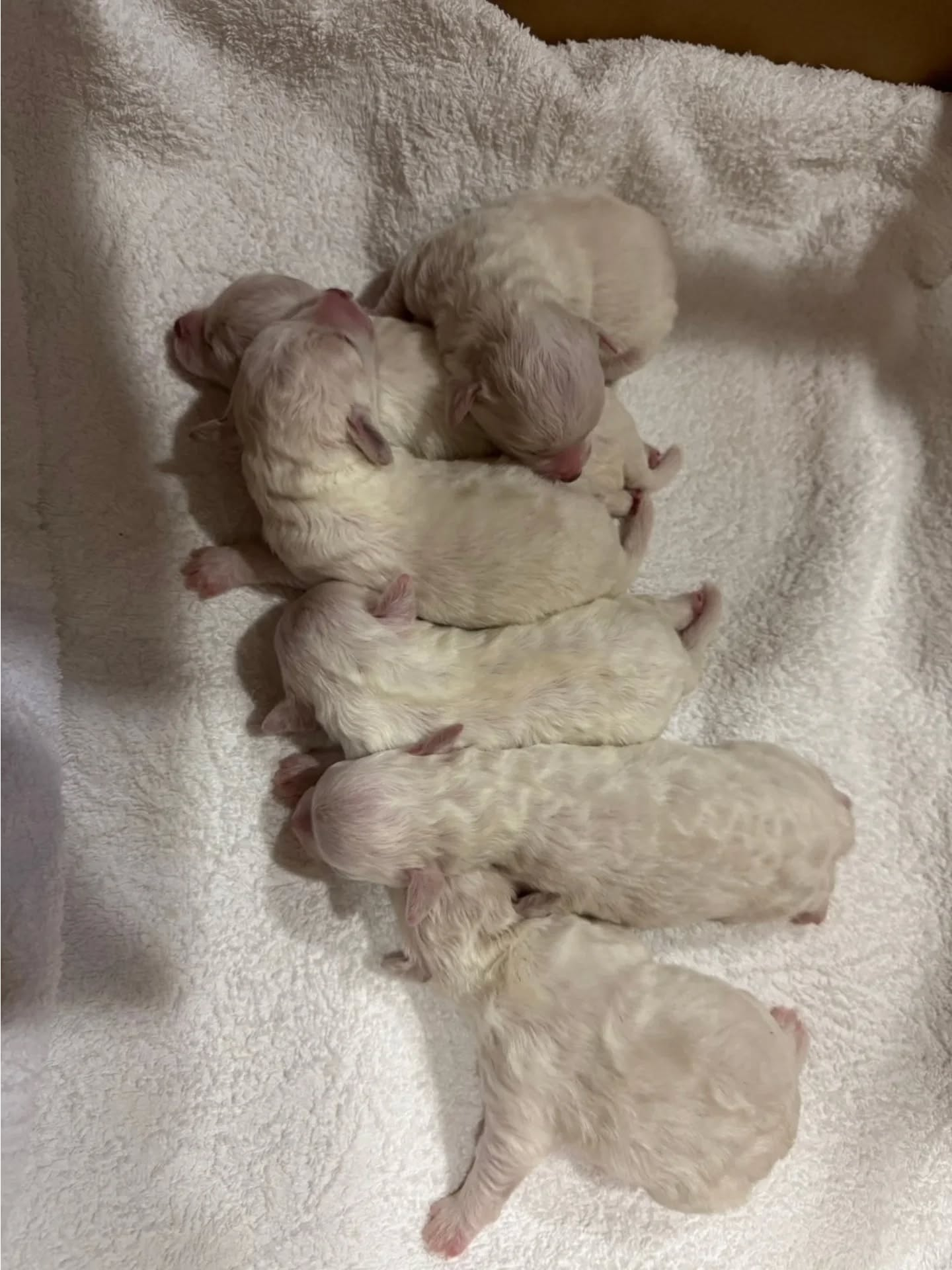 ビションフリーゼ生まれてます🐶