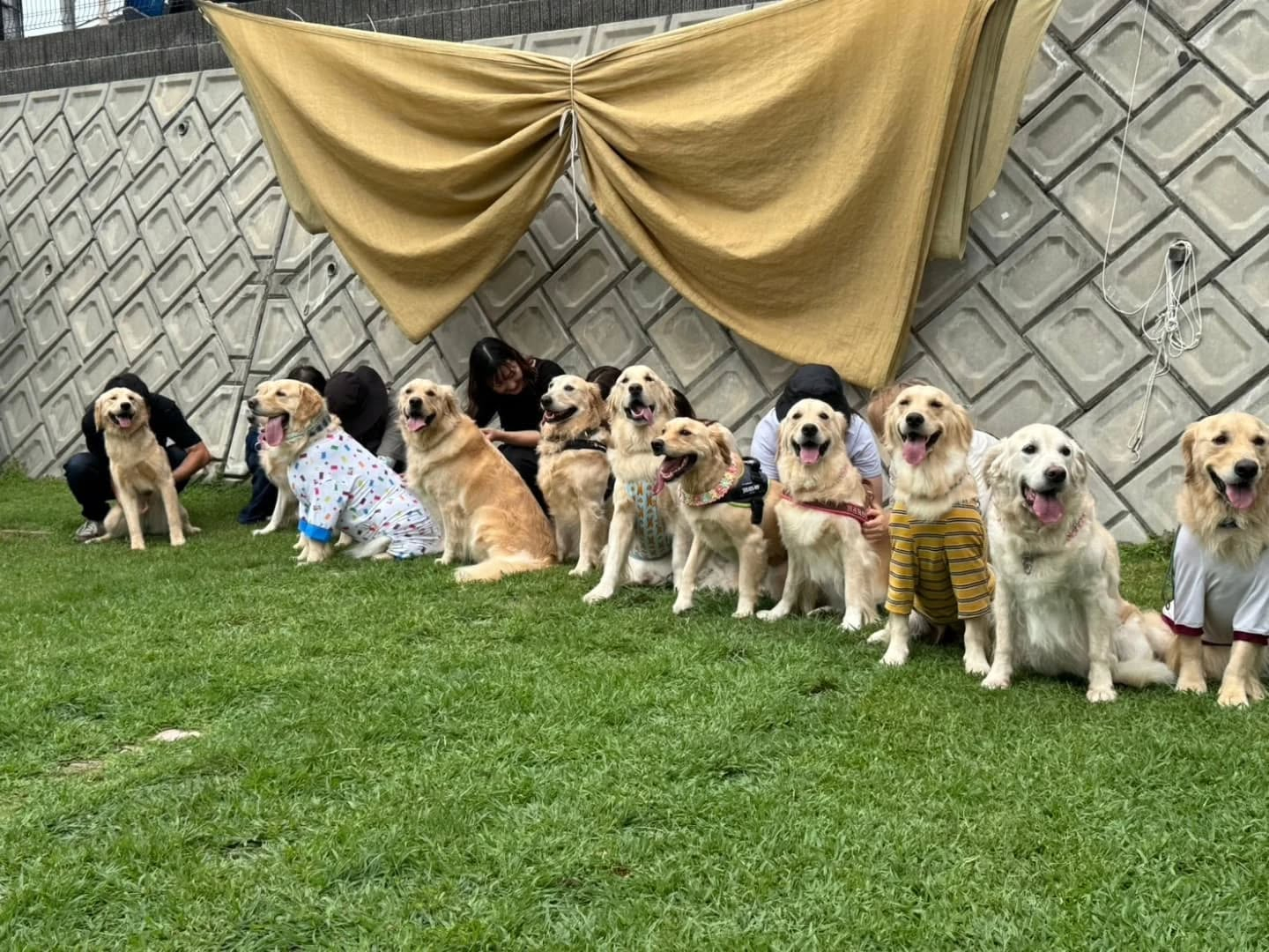 ラサ会🐶