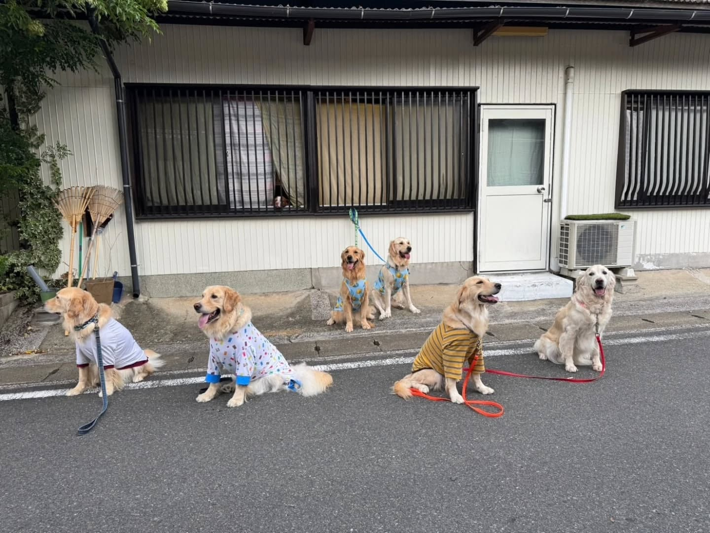 ラサ会🐶