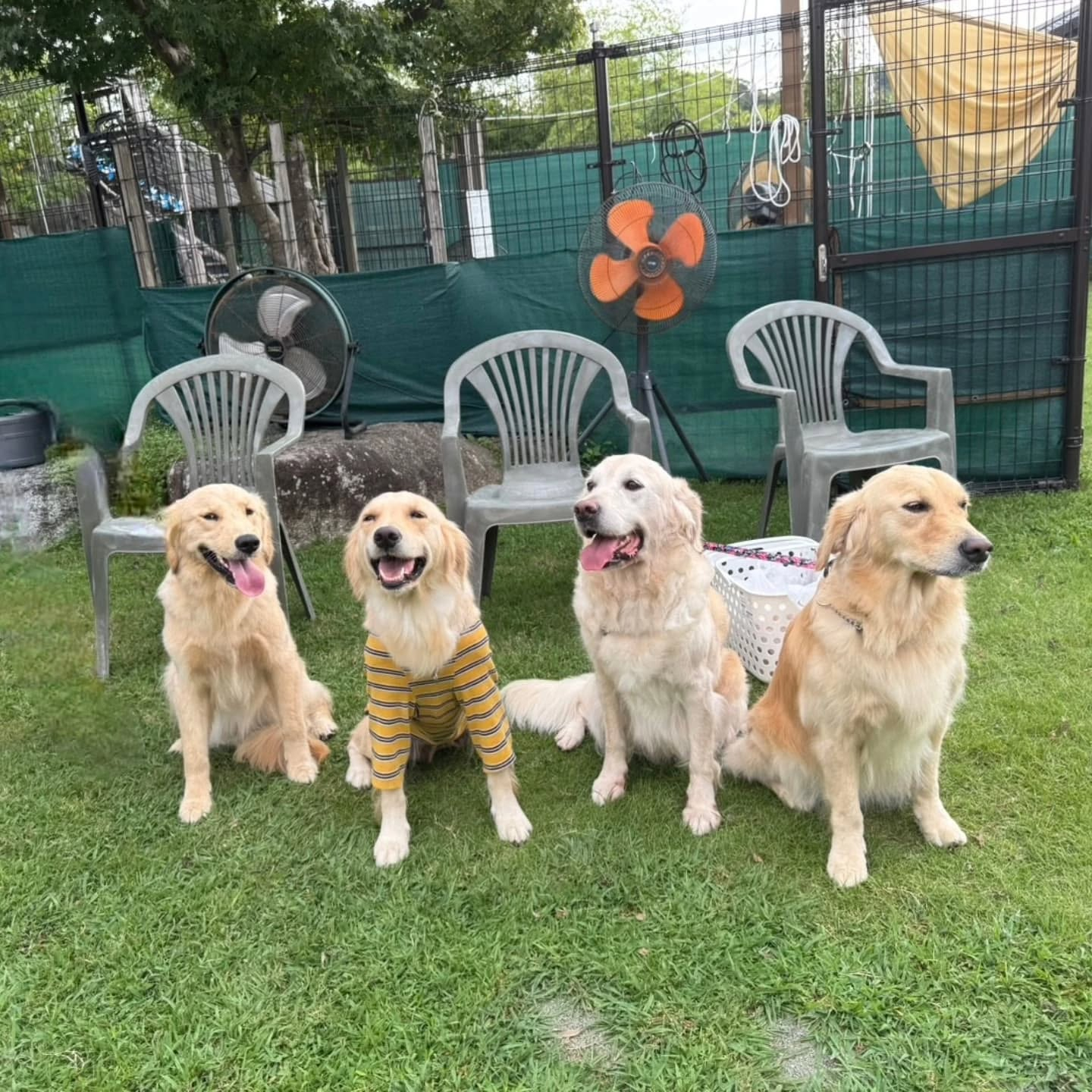 ラサ会🐶