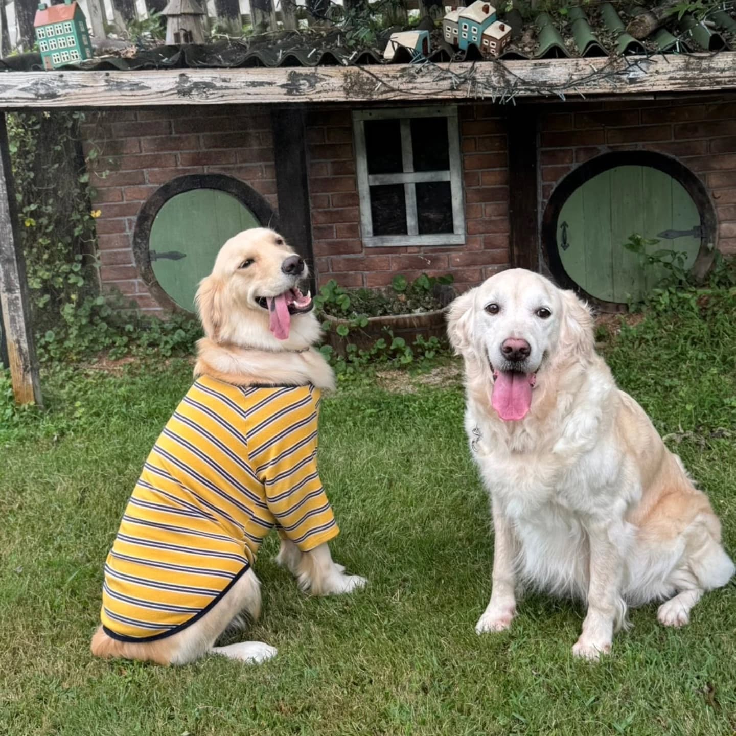 ラサ会🐶