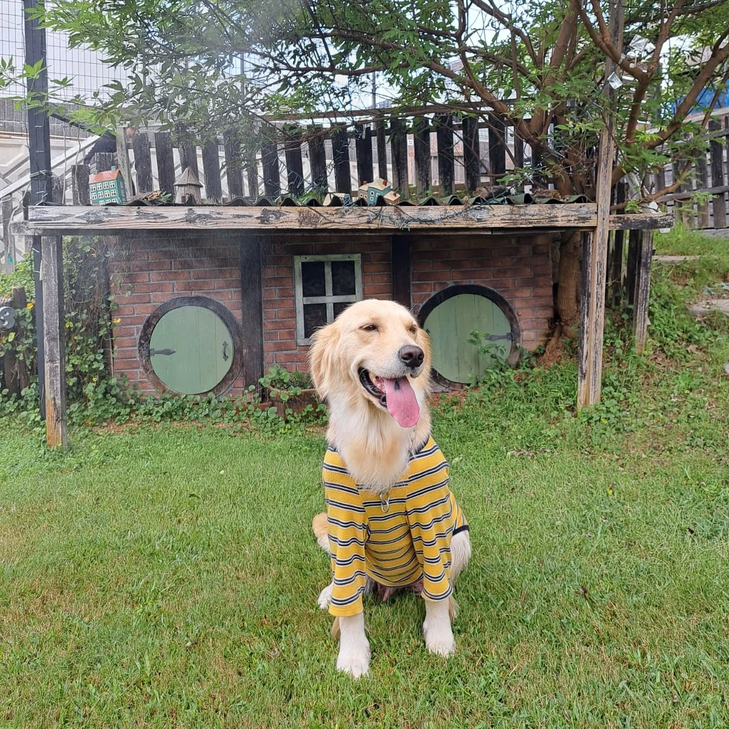 ラサ会🐶