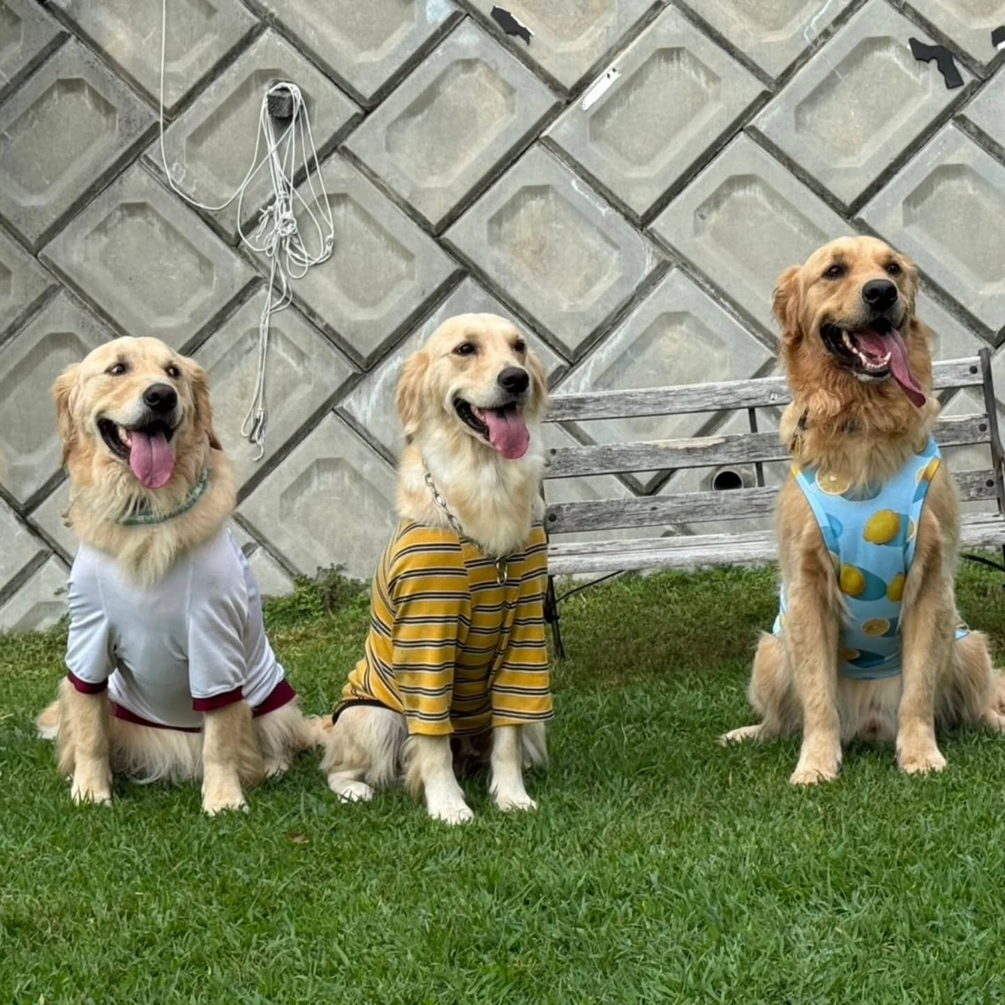 ラサ会🐶