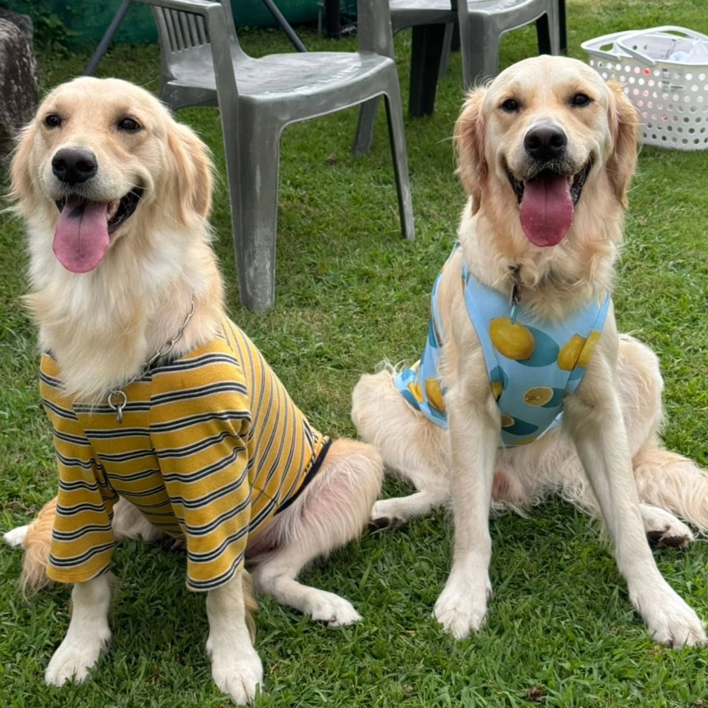 ラサ会🐶