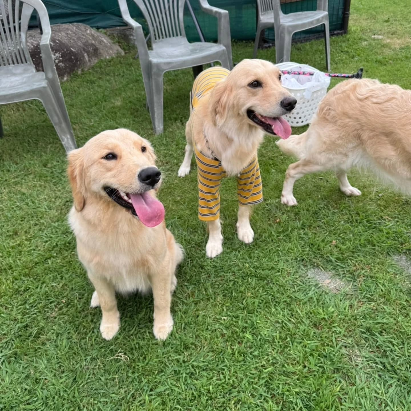 ラサ会🐶