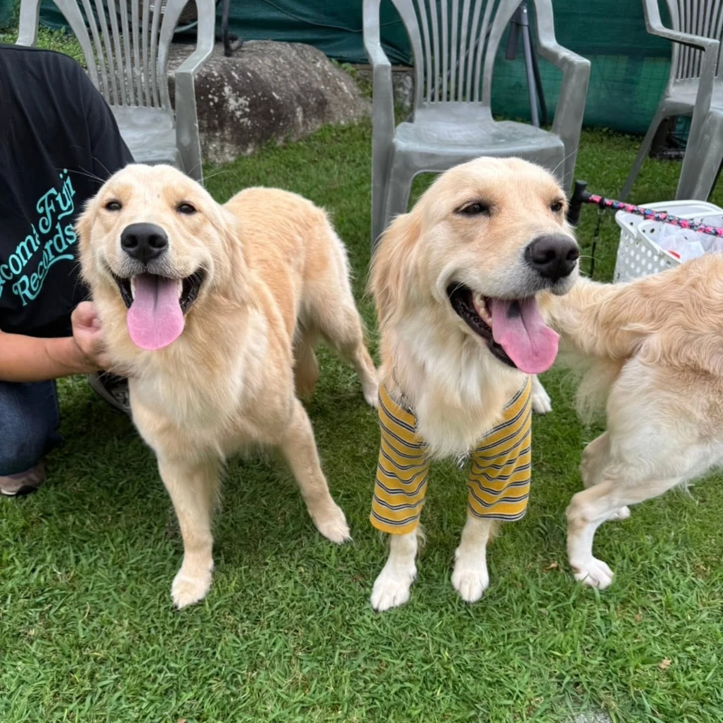 ラサ会🐶