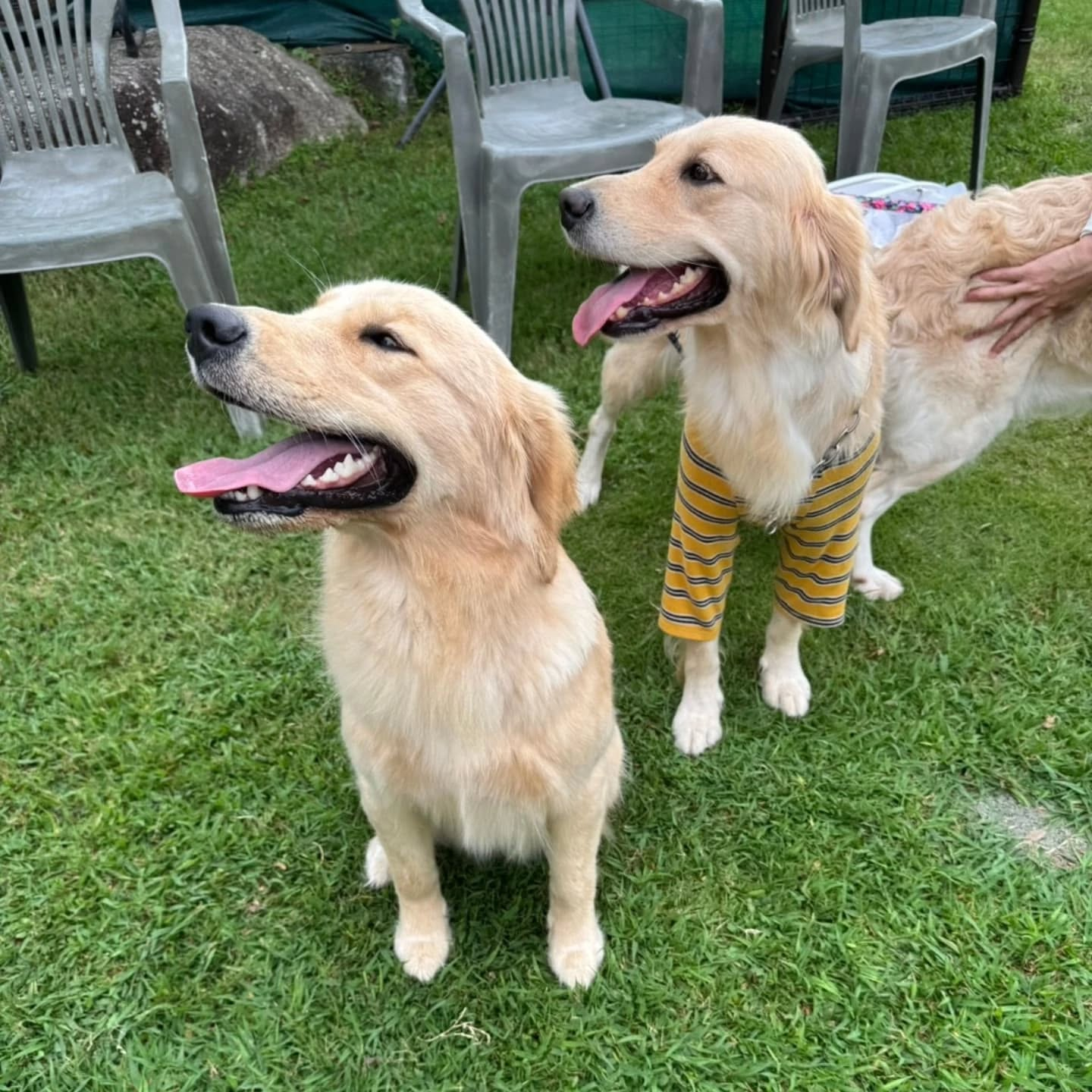 ラサ会🐶