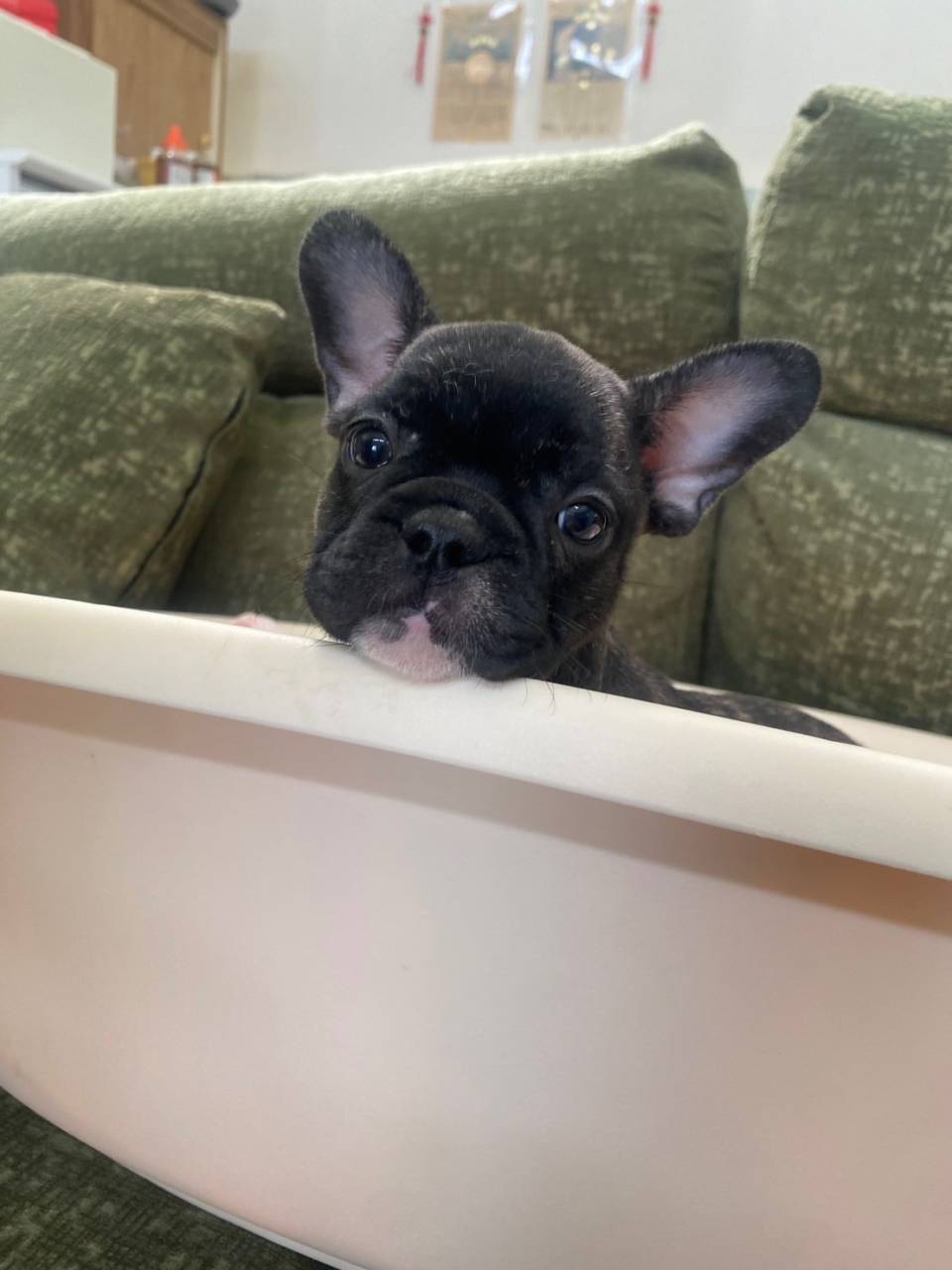 フレンチブルドッグ/2025.08.08/女の子/sold out