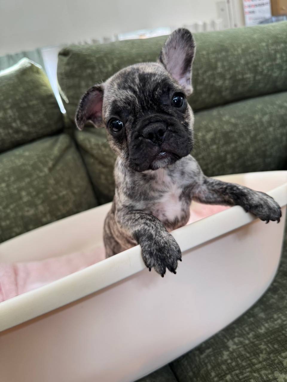 フレンチブルドッグ/2025.08.08/男の子/sold out