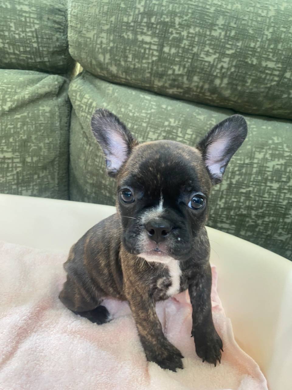 フレンチブルドッグ/2025.08.08/女の子/sold out