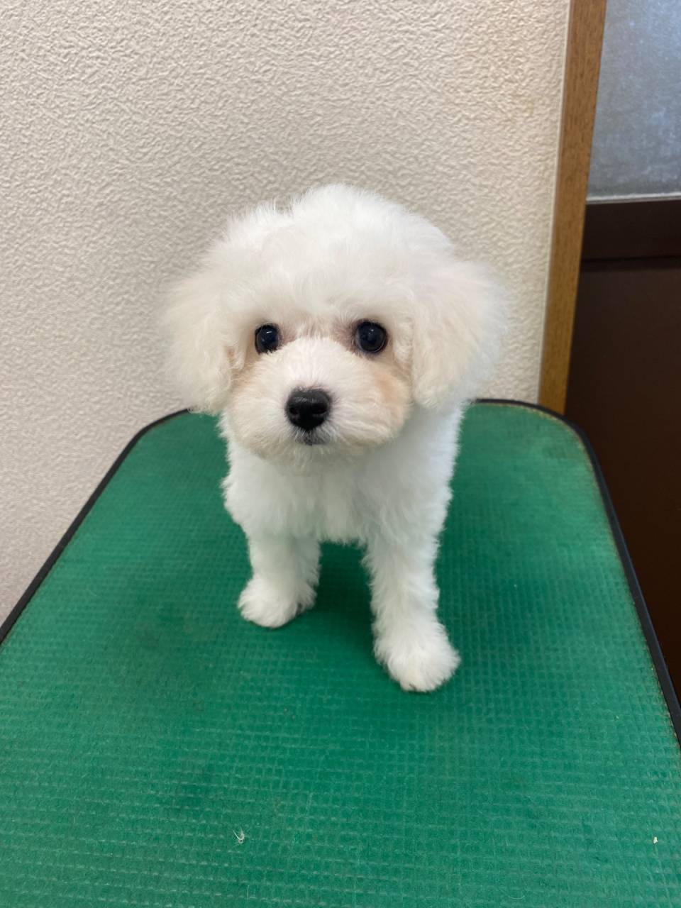 ビションフリーゼ/2025.08.20/女の子/220,000(税別)