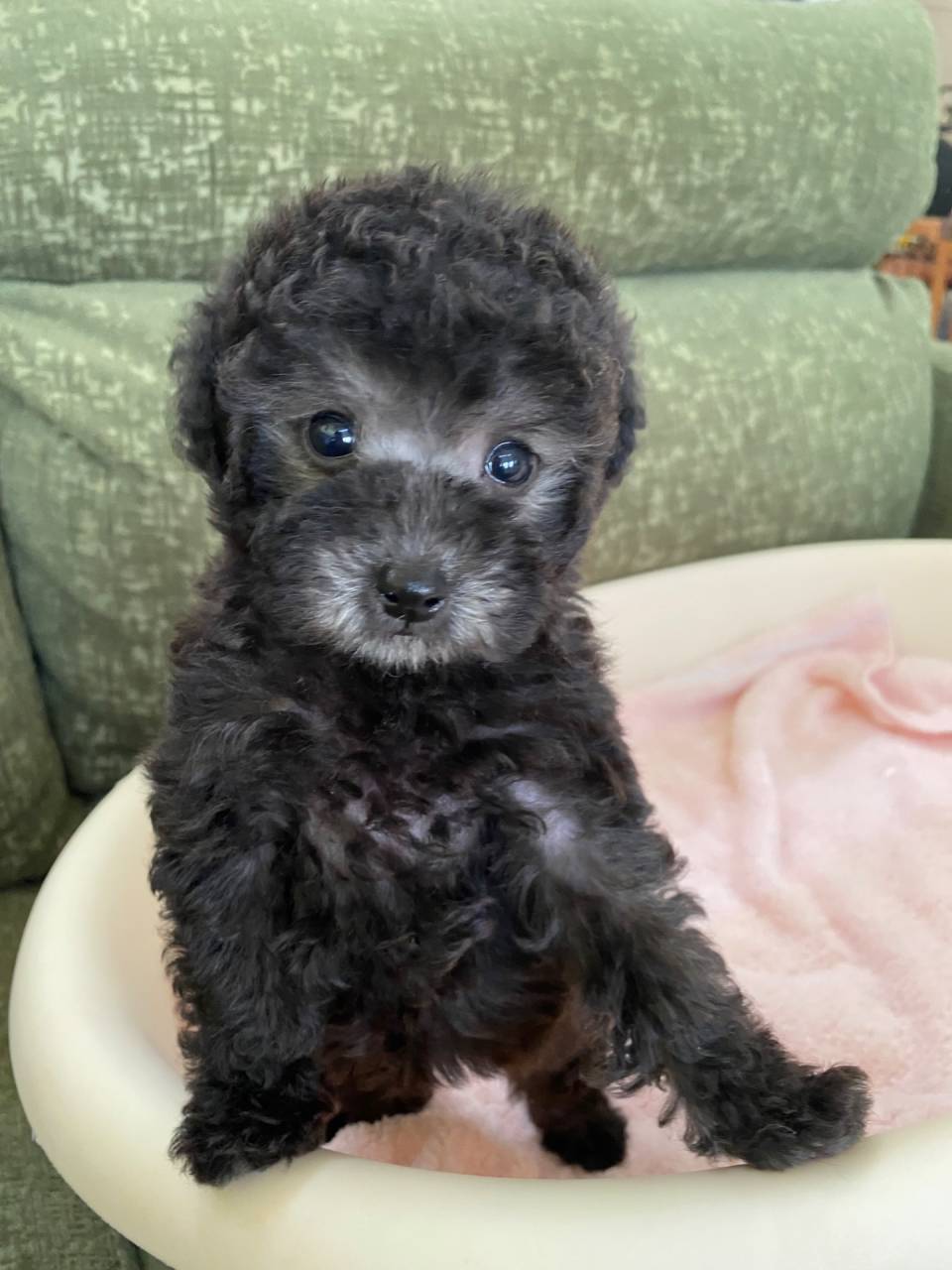 プードル/2025.09.08/男の子/180,000(税別)
