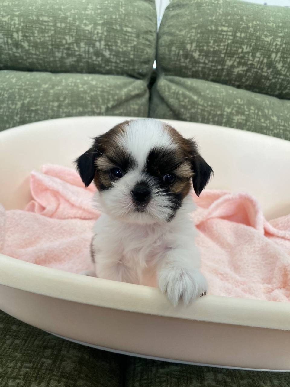 シーズー/2025.10.06/女の子/250,000(税別)