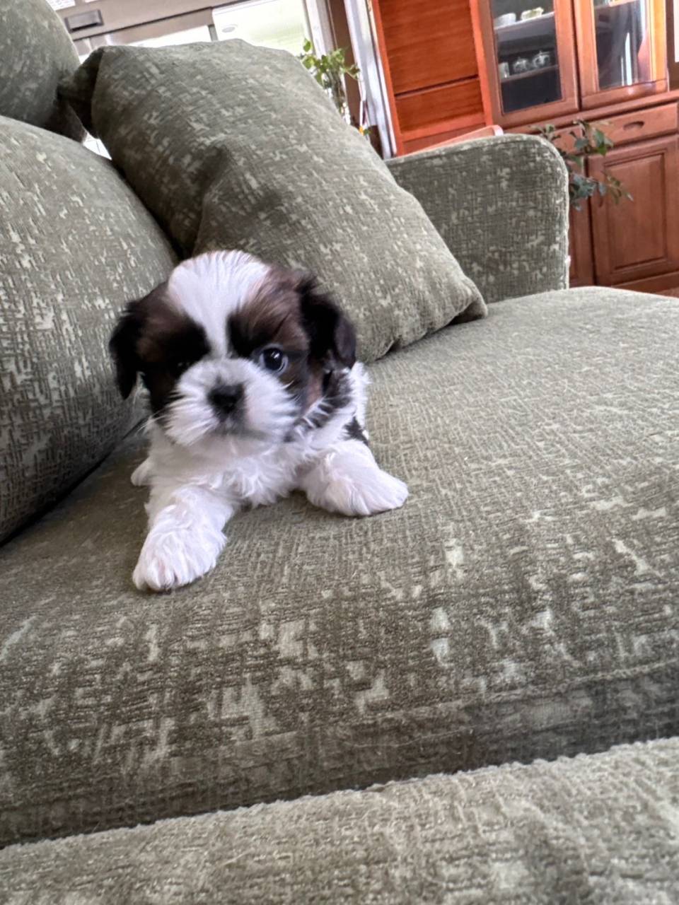 シーズー/2025.10.05/男の子/230,000(税別)