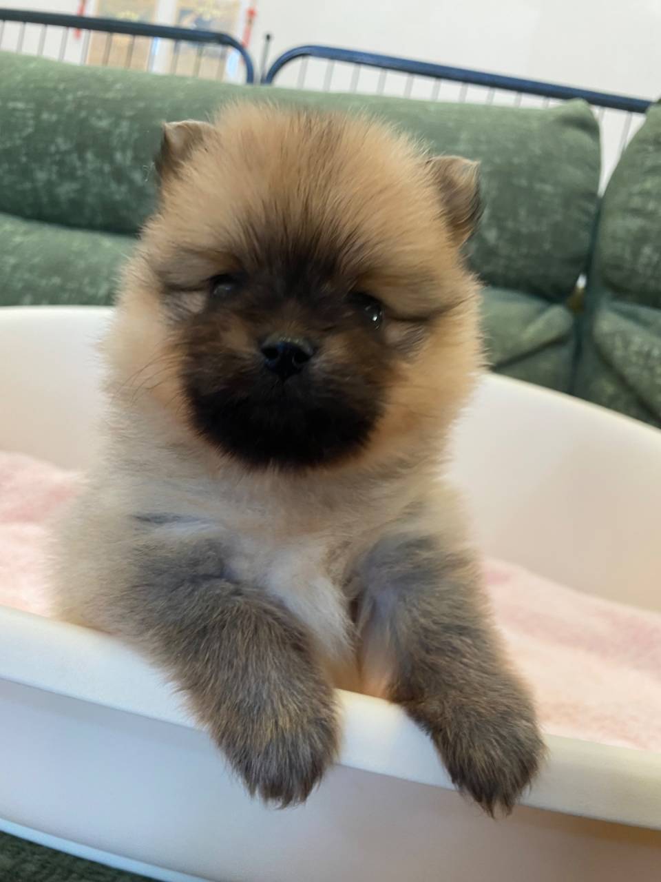 ポメラニアン/2025.11.08/女の子/210,000(税別)