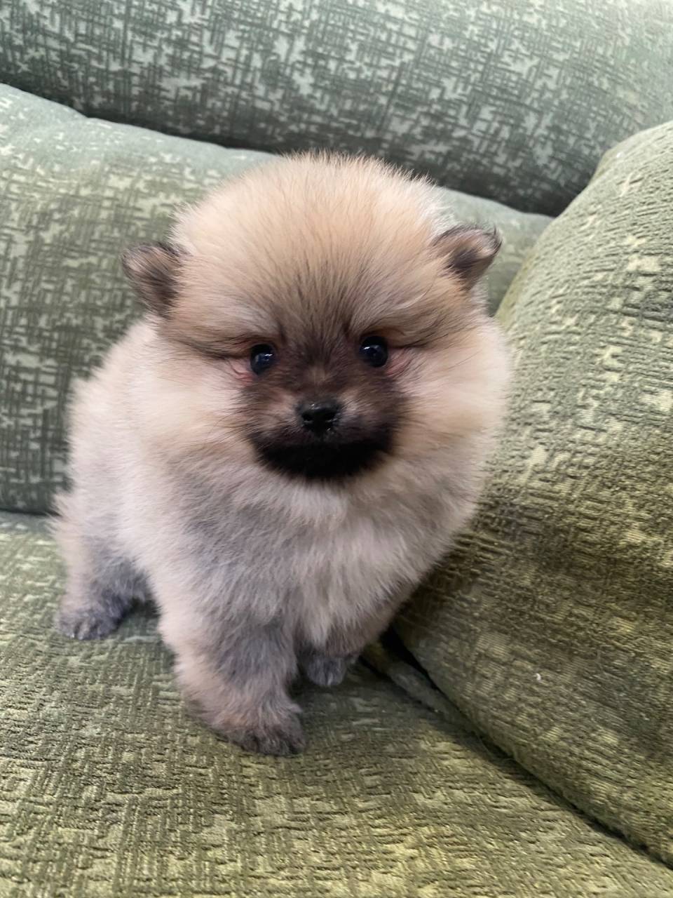 ポメラニアン/2025.11.08/男の子/190,000(税別)