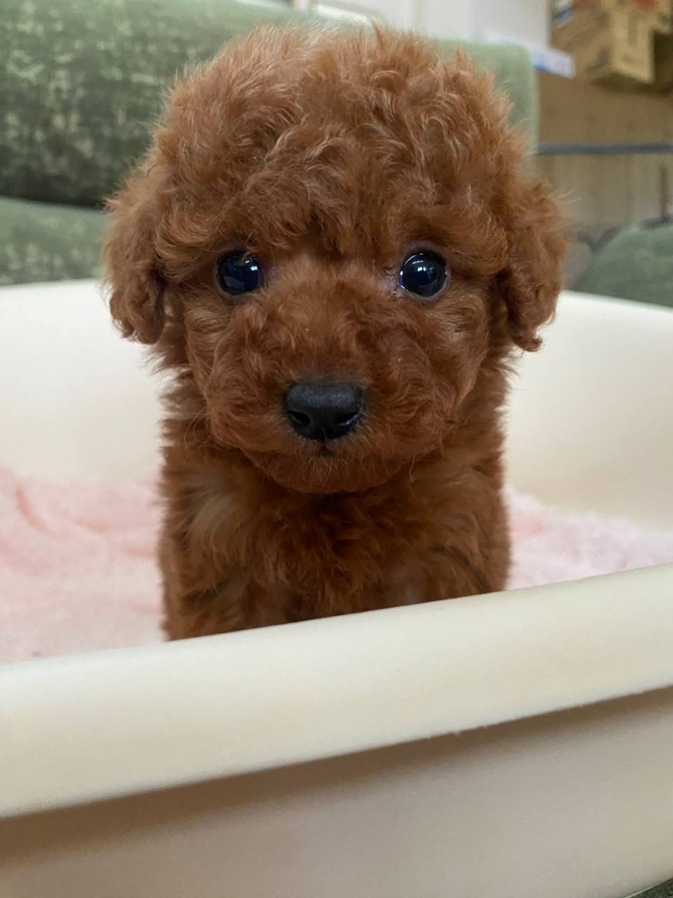 タイニープードル/2025.11.20/女の子/210,000(税別)