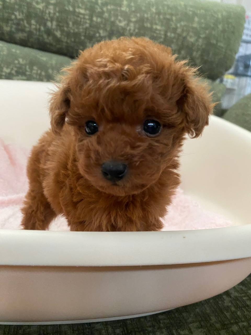 タイニープードル/2025.11.20/女の子/210,000(税別)