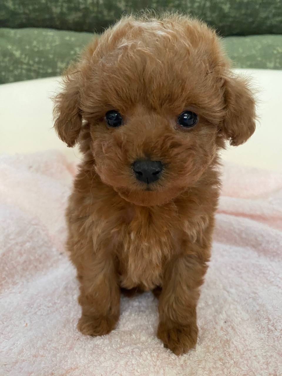 タイニープードル/2025.11.20/男の子/190,000(税別)