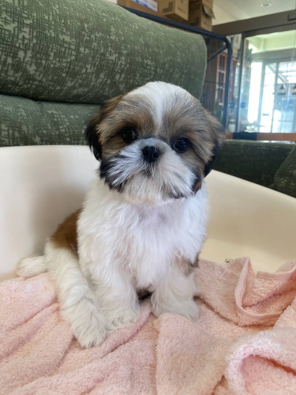 シーズー/2025.10.07/男の子/170,000(税別)