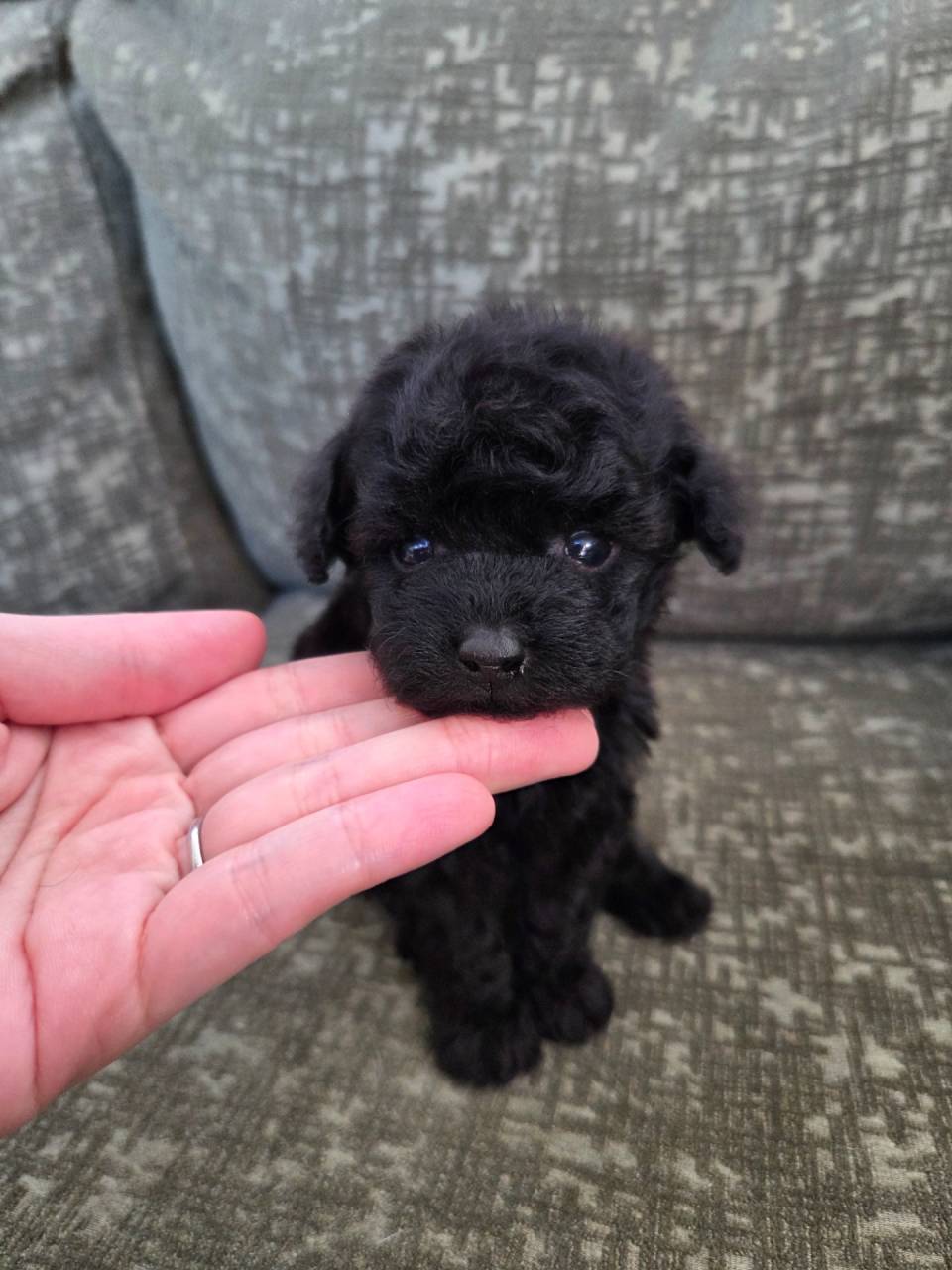 プードル/2025.12.25/男の子/180,000(税別)