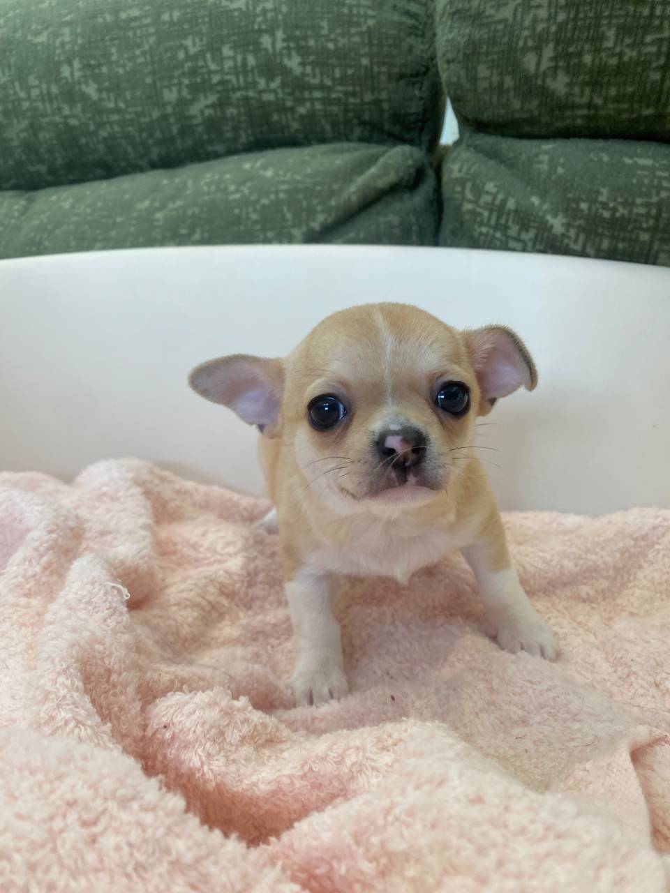 チワワ(スムースコート)/2025.12.13/男の子/140,000(税別)