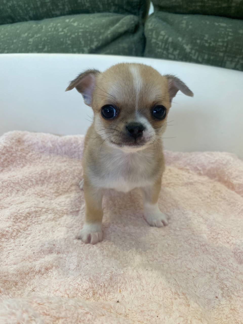 チワワ(スムースコート)/2025.12.22/男の子/160,000(税別)