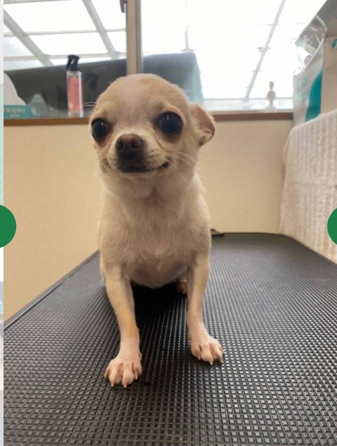 里親さん募集中です♪