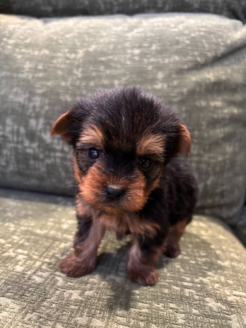 ヨークシャーテリア/2026.01.14/男の子/￥160,000(税別)