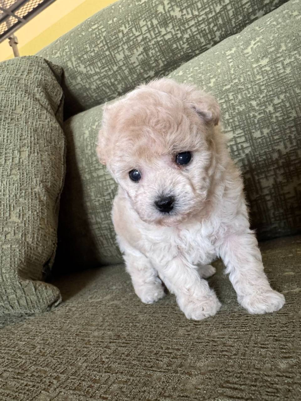 タイニープードル/2026.01.30/女の子/250,000(税別)