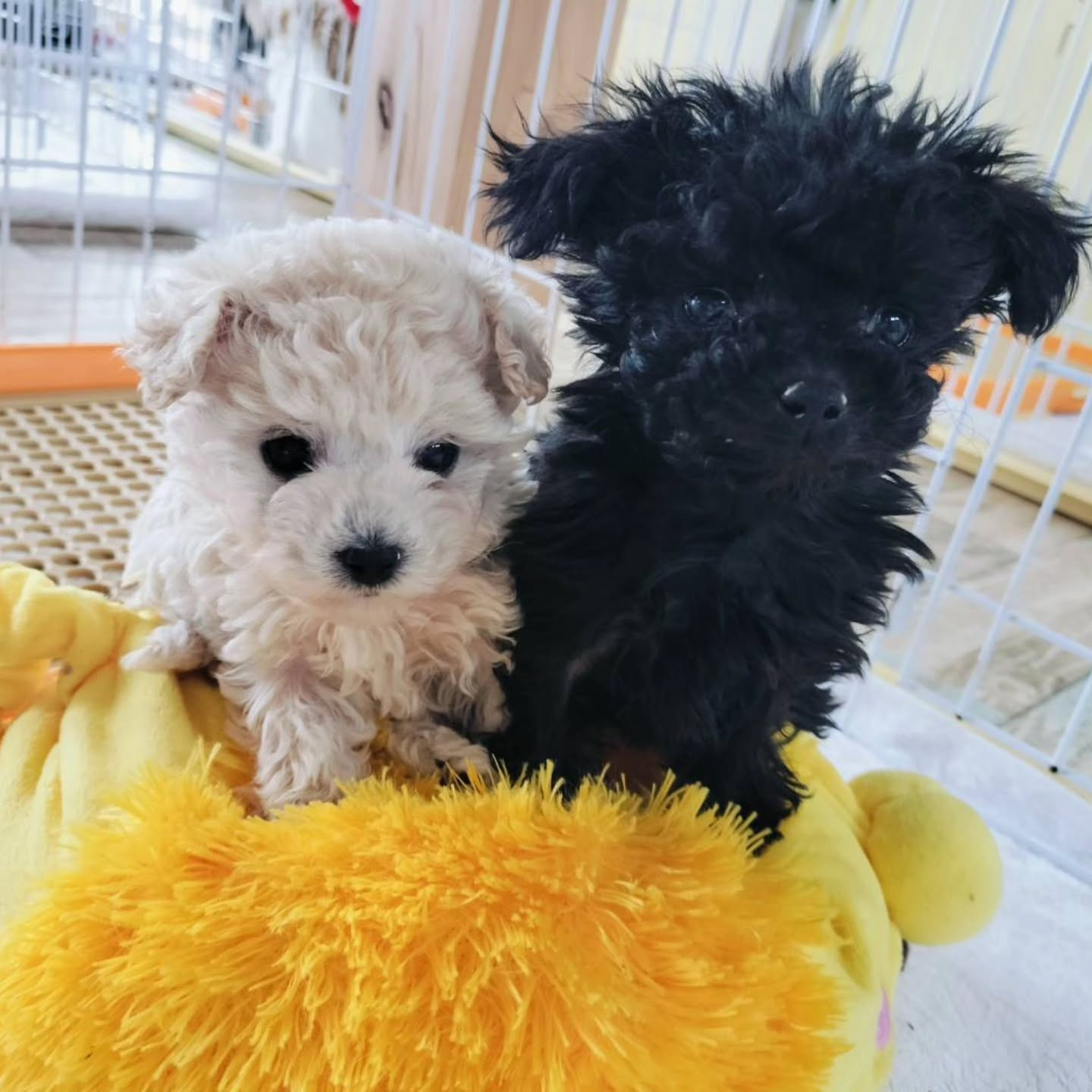 クリームの女の子💓