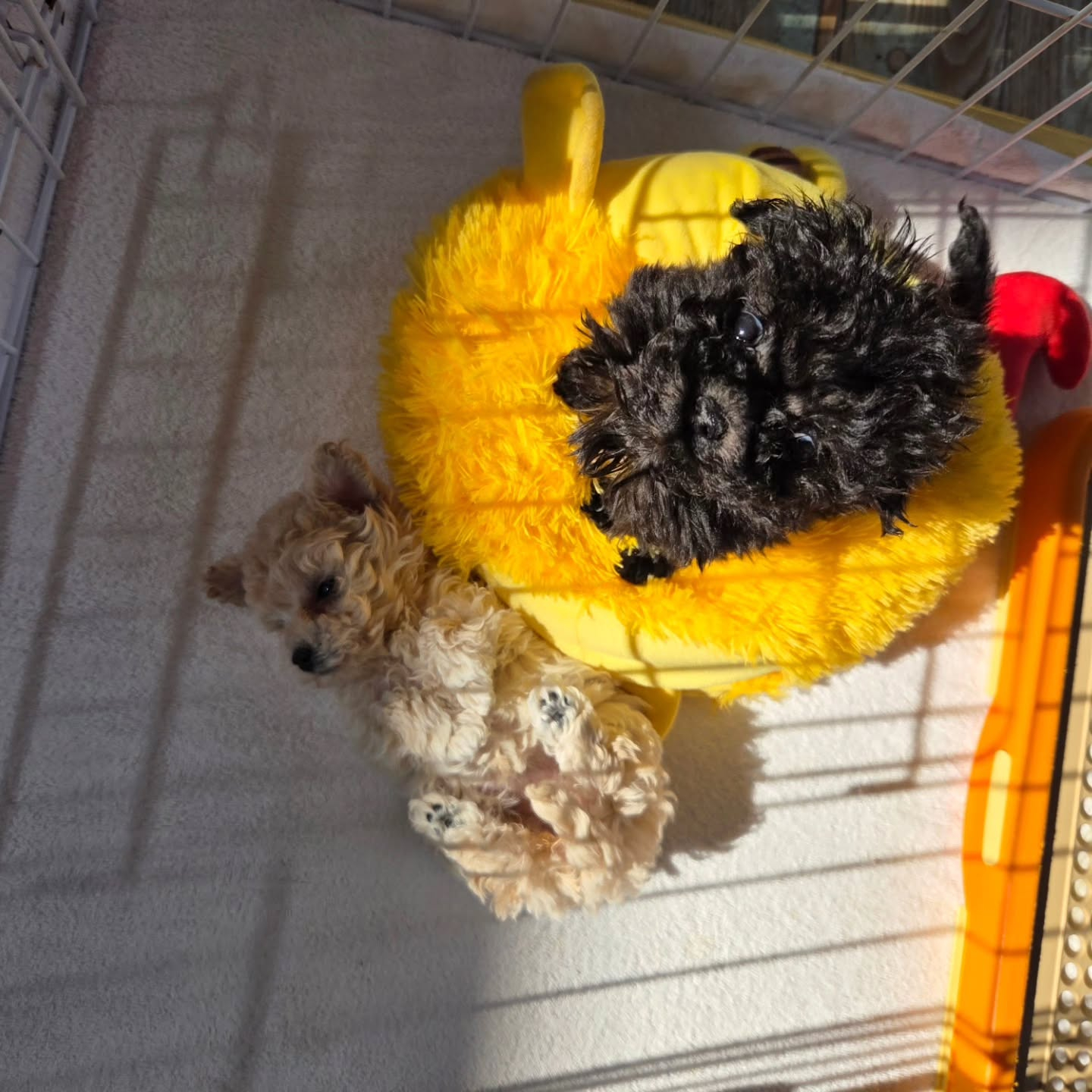 クリームの女の子💓