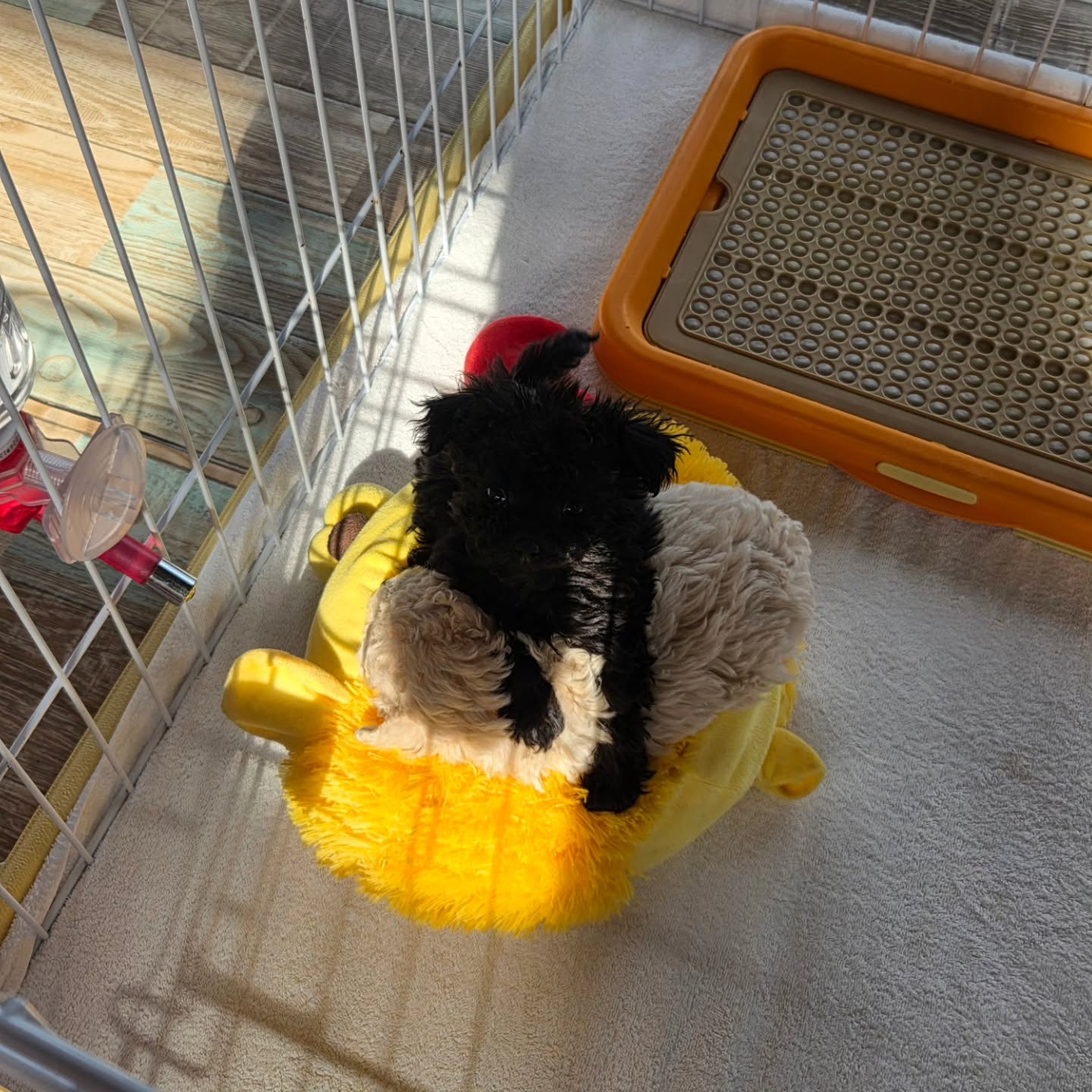 クリームの女の子💓